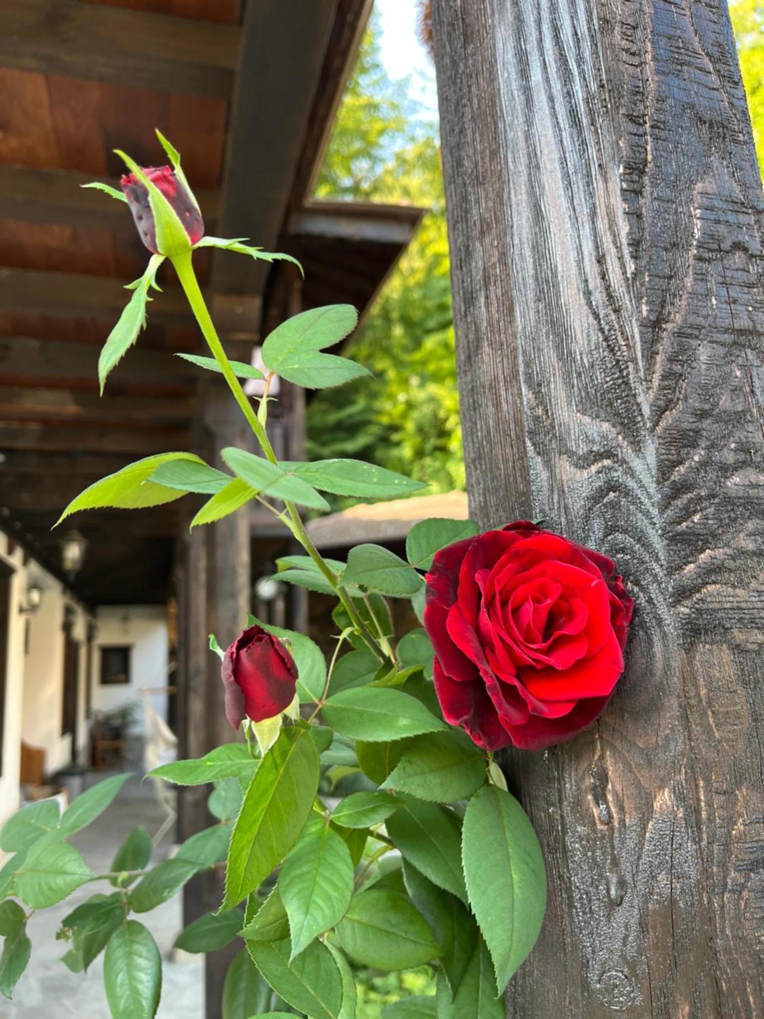Verta House Triawna Zewnętrze zdjęcie