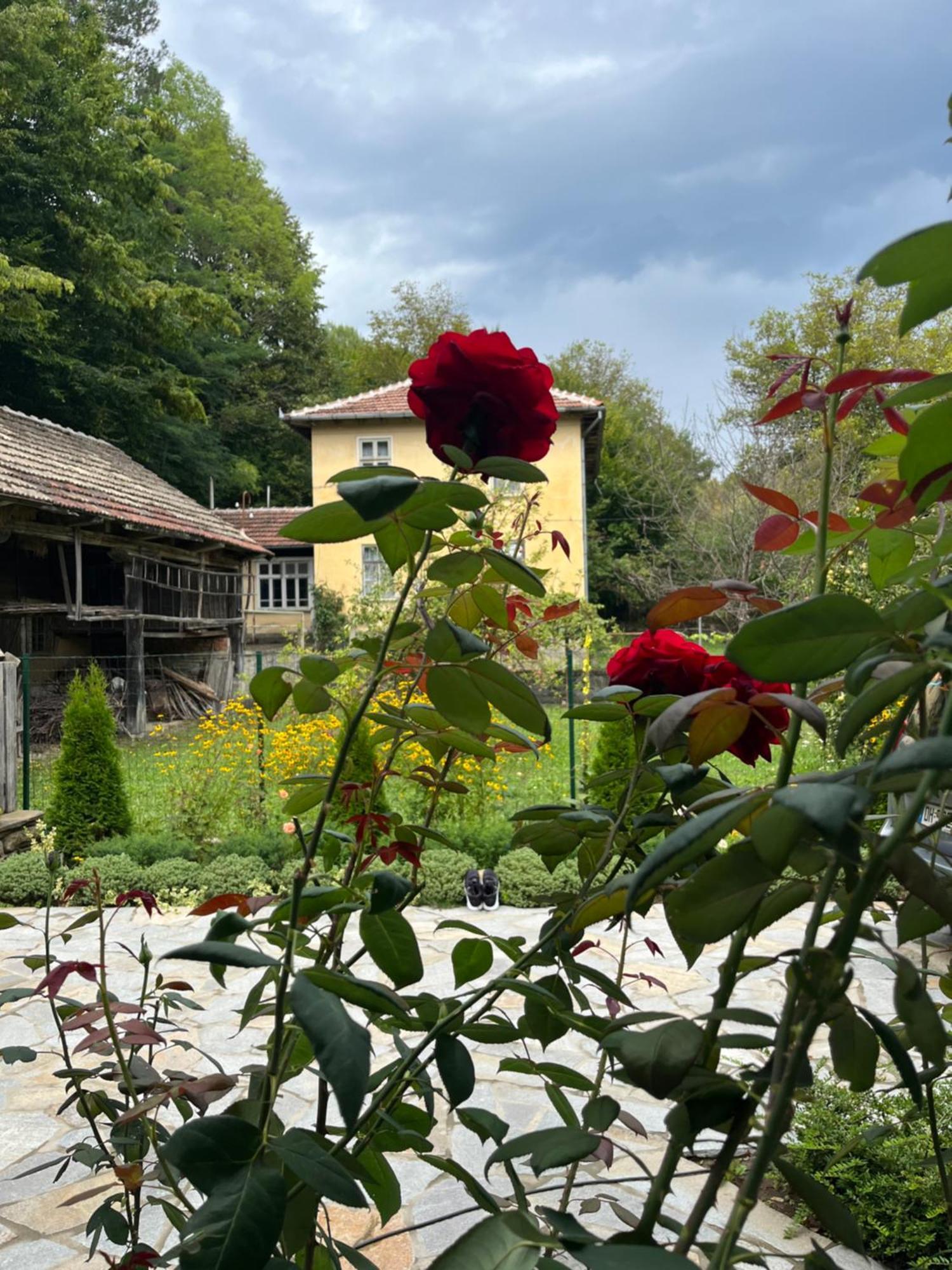 Verta House Triawna Zewnętrze zdjęcie